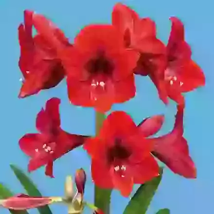 Hippeastrum (Small-Flowered)